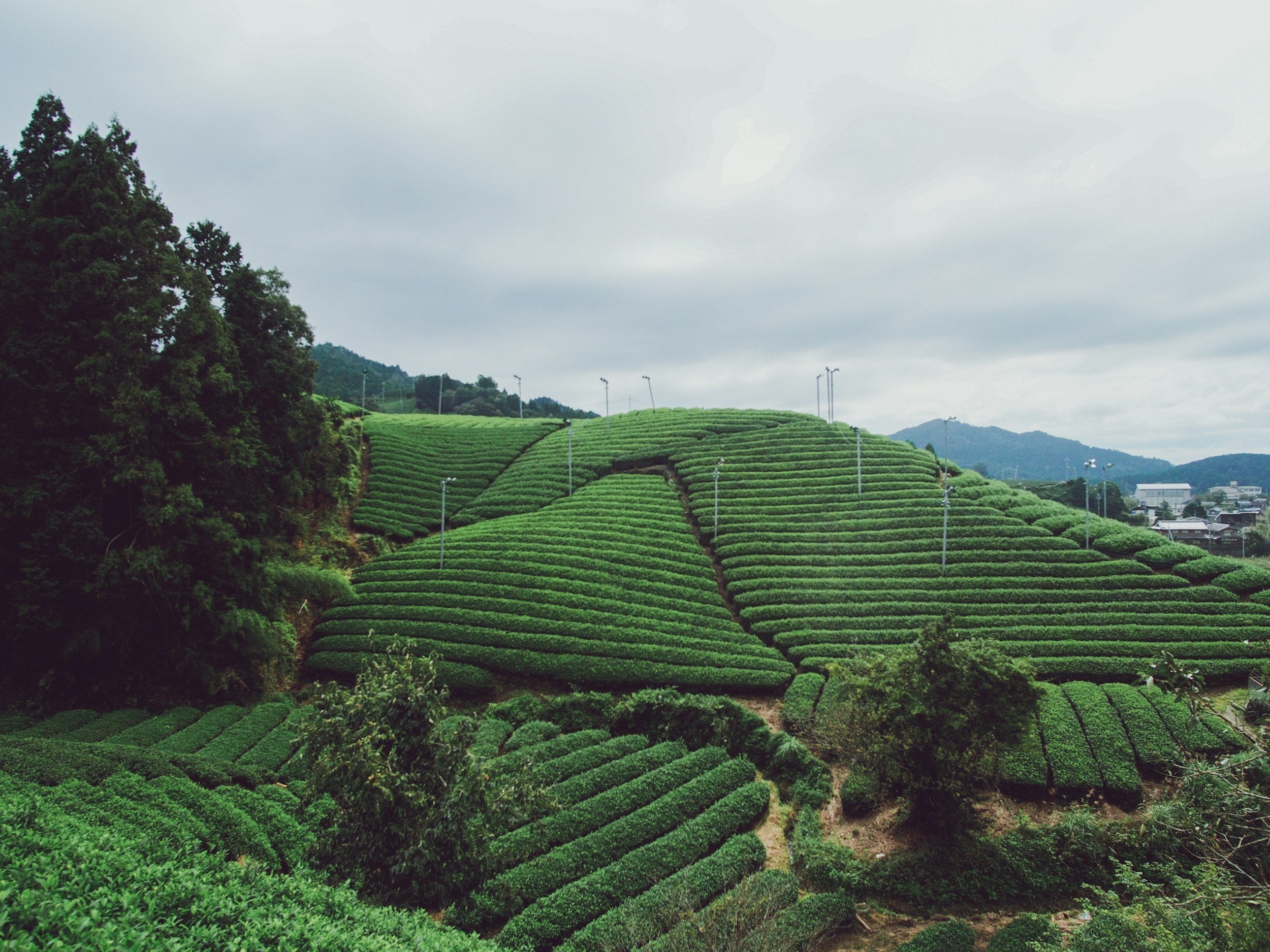 We’ve all heard about the matcha shortage - but what’s really going on?