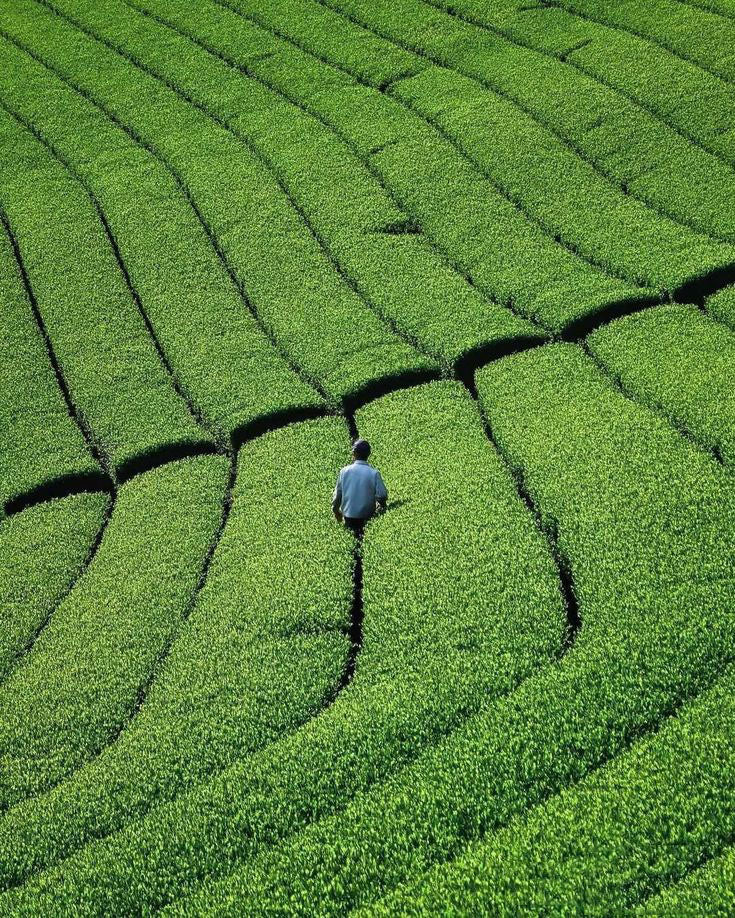 My Matcha Co. Matcha Tea Latte Farm Japan