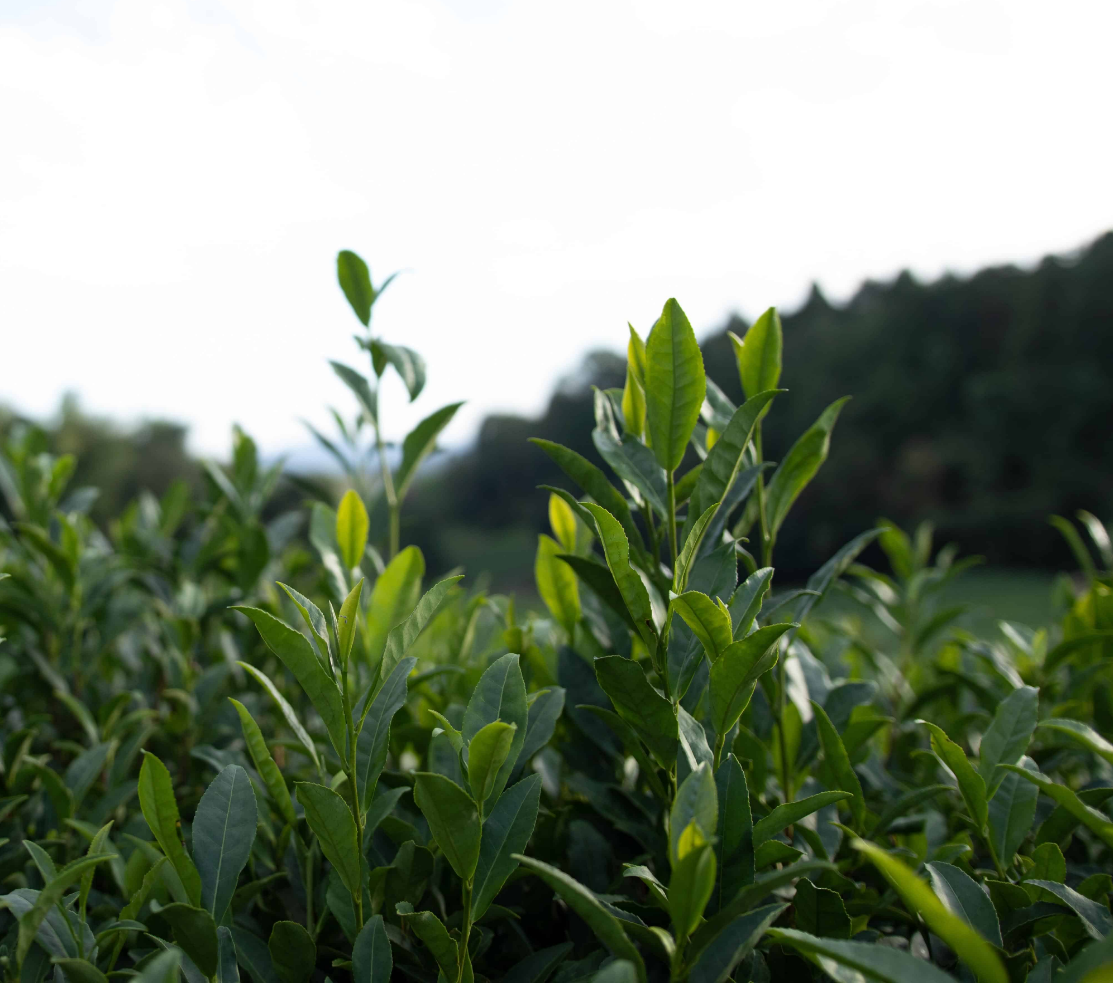 My Matcha Co. Matcha Tea Leaves